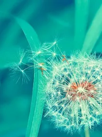 三生三世十里桃花之你若安好