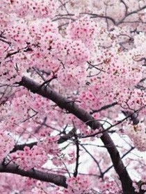 暗恋旧时光