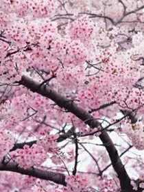 暗恋旧时光
