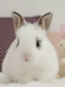 萌系小世界