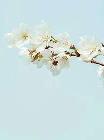 我们的少女时代回忆录