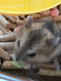 仓鼠老大