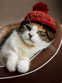 街角的猫咪咖啡馆