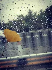 一葉知秋