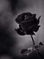 黑玫瑰之罪