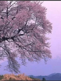 tfboys之繁星落雨