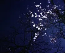 EXO之狐妖传