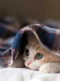 呃呃呃法