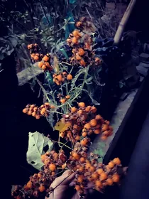 一个青苹果