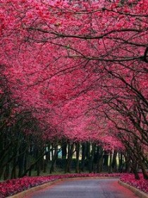 盛夏的樱花树