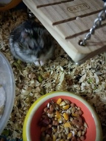 萌鼠日记