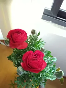 相思诺