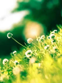 青春如诗，静谧花开