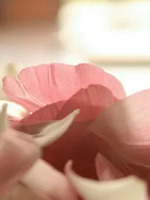 三生三世十里桃花之悠生（二）