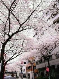 樱花香味