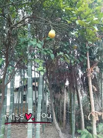 散在风里的青春