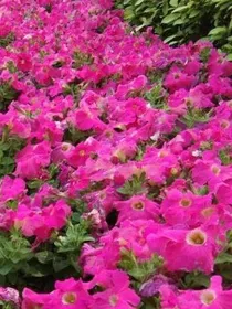 花语城
