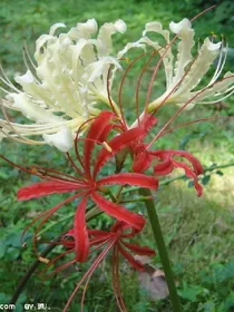 椿去湫来，海堂花开，彼岸花开，异桃因落