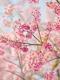 穿越时空之花美男我来也