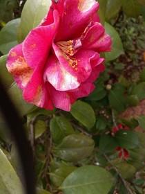 花图片
