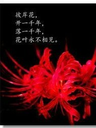 彼岸花开永不相见