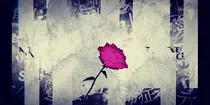 After_the_rain