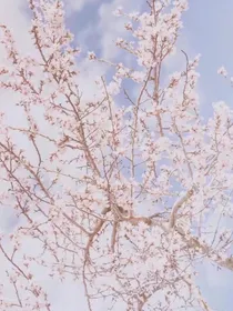 高冷公主之tfboys