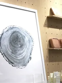 青春是樱花色的