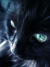黑猫&奇遇