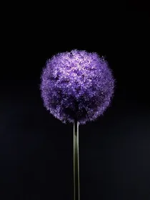 起苍凉