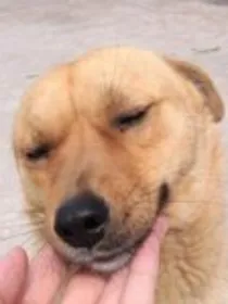 我与狗狗二三趣