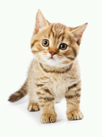 猫的日常生活，喵。