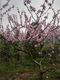 花千骨和杀阡陌、流夏穿越楚乔传