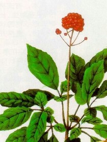 绛珠草