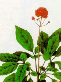 绛珠草