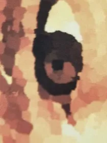 道荒