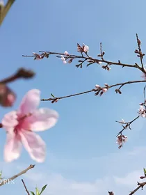 悠然嫁南山