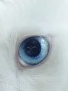 妄寇