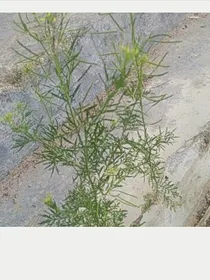 爱，只因是你