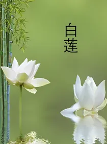 白莲