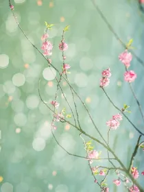 小花仙之红线牵绊永不断