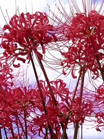 查理九世之血染的彼岸花（曼珠沙华）