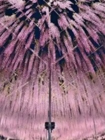 岁月往昔