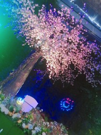 樱花树下的陷阱
