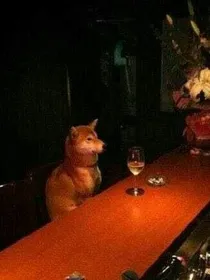 不会变身的丑小鸭