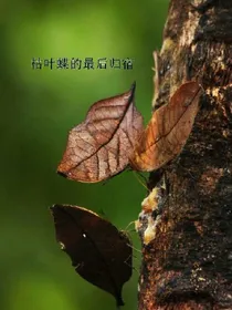 枯叶蝶的最后归宿
