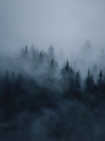 雾森林——d615