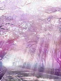 四月樱花缘云海