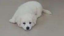 小白的奇葩侦探簿