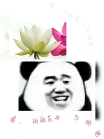 看，玛丽花开多娇艳